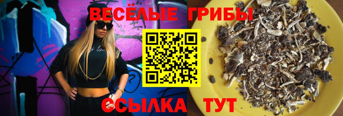 где продают   Вход с VPN  Сафоново  Галлюциногенные грибы Psilocybe 
